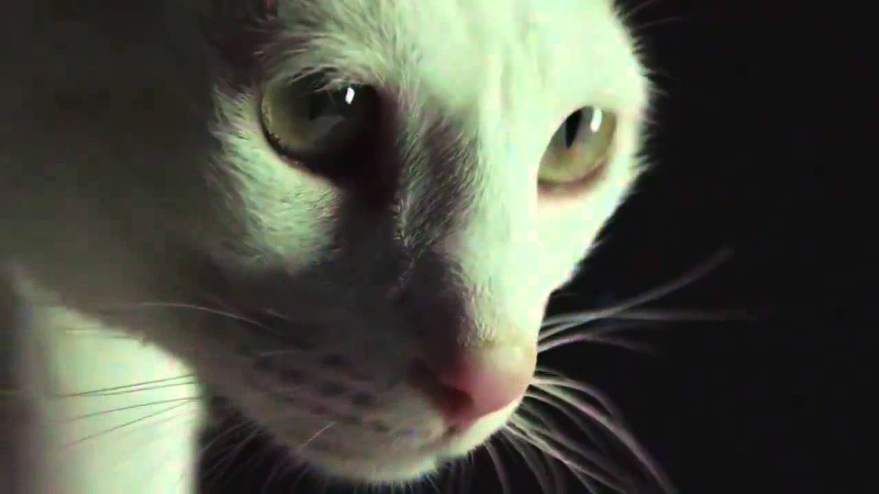 Cats Disco Party Time