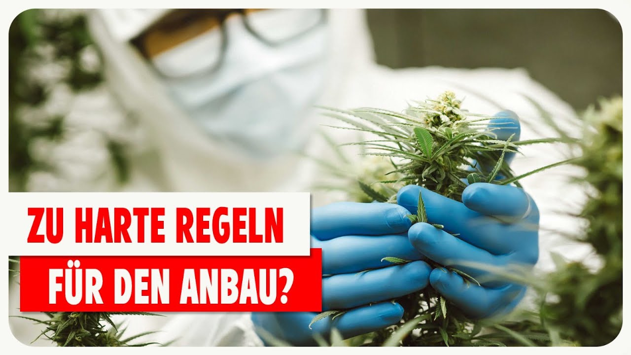 Legal Cannabis anbauen – Was erwartet dich als Unternehmer? 1/2